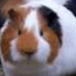 Meet your Posher, Beth